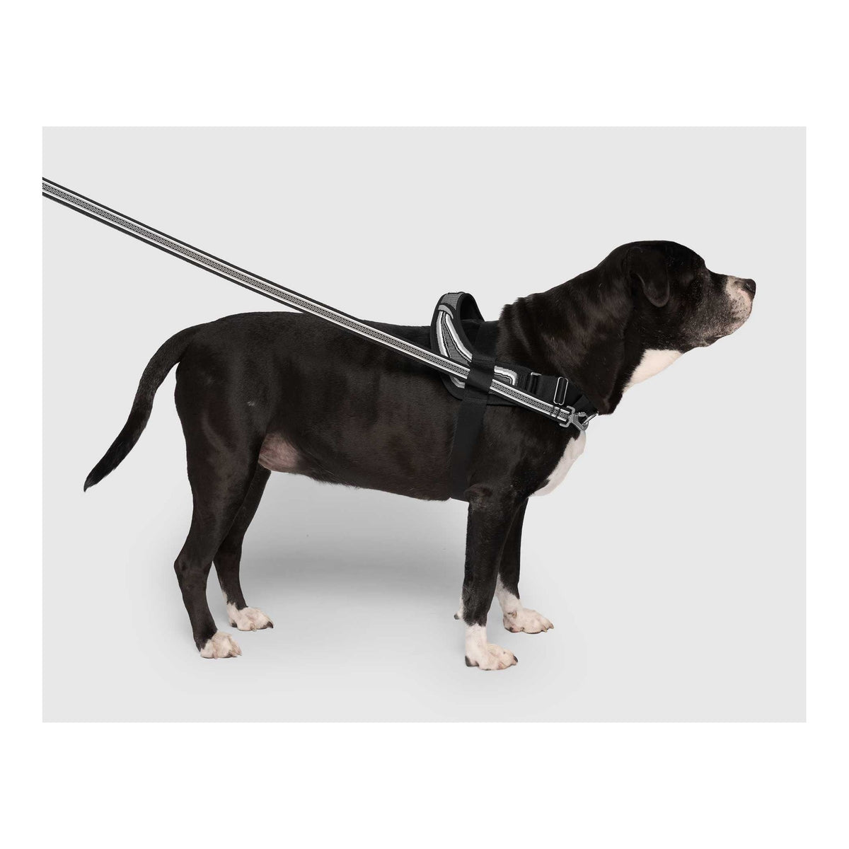 Canada Pooch Re-Direct Harness｜狗狗胸帶及戶外用品｜加拿大直送-寵物胸背帶-毛孩物語Pets Thing｜香港寵物貓狗用品專門店：IATA寵物飛機籠、寵物手推車、貓爬架貓樹