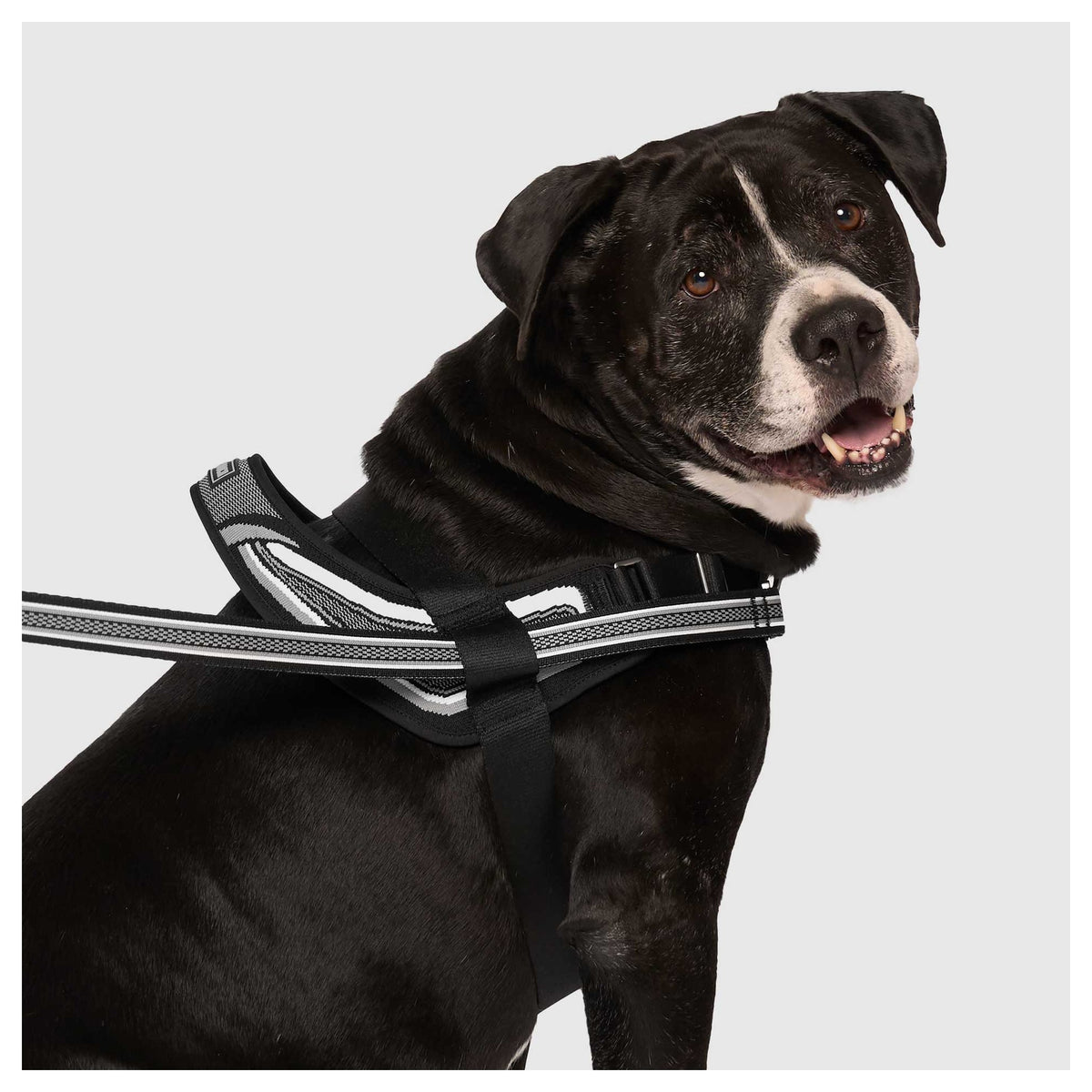 Canada Pooch Re-Direct Harness｜狗狗胸帶及戶外用品｜加拿大直送-寵物胸背帶-毛孩物語Pets Thing｜香港寵物貓狗用品專門店：IATA寵物飛機籠、寵物手推車、貓爬架貓樹