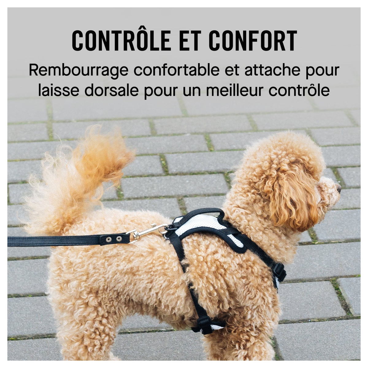 Canada Pooch The Everything Harness Mesh Series｜狗狗胸帶及戶外用品｜加拿大直送-寵物胸背帶-毛孩物語Pets Thing｜香港寵物貓狗用品專門店：IATA寵物飛機籠、寵物手推車、貓爬架貓樹