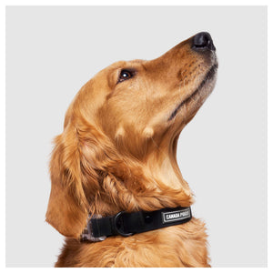 Canada Pooch Waterproof Collar｜狗狗頸圈｜加拿大直送-寵物頸圈-毛孩物語Pets Thing｜香港寵物貓狗用品專門店：IATA寵物飛機籠、寵物手推車、貓爬架貓樹