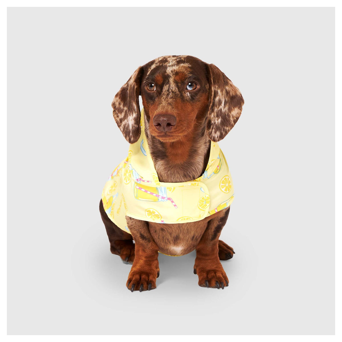 Canada Pooch Pick Me Poncho｜狗狗雨具｜加拿大直送 產品細節圖 2