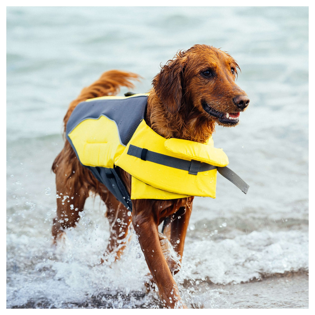 Canada Pooch Wave Rider Life Jacket｜狗狗游泳用品｜加拿大直送-狗-毛孩物語Pets Thing｜香港寵物貓狗用品專門店：IATA寵物飛機籠、寵物手推車、貓爬架貓樹