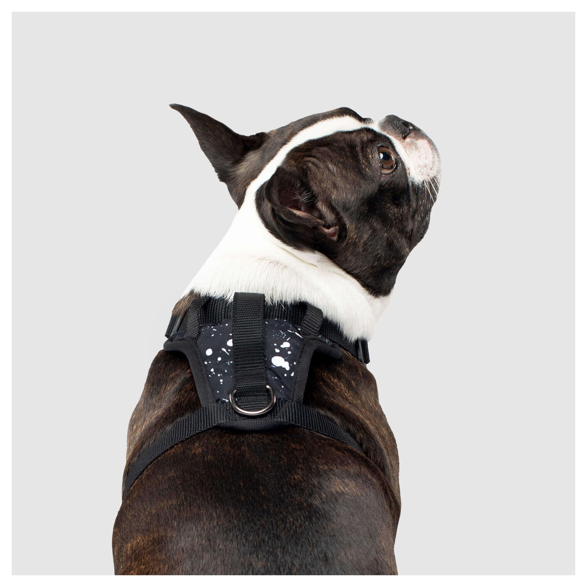 Canada Pooch The Everything Harness Water-Resistant Series｜狗狗胸帶及戶外用品｜加拿大直送-寵物胸背帶-毛孩物語Pets Thing｜香港寵物貓狗用品專門店：IATA寵物飛機籠、寵物手推車、貓爬架貓樹