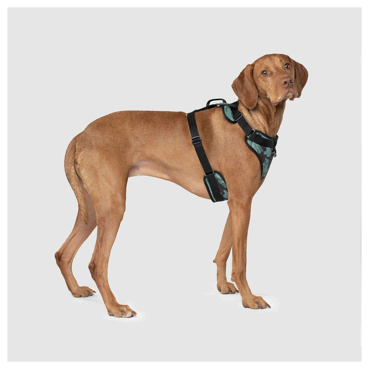 Canada Pooch The Everything Harness Water-Resistant Series｜狗狗胸帶及戶外用品｜加拿大直送-寵物胸背帶-毛孩物語Pets Thing｜香港寵物貓狗用品專門店：IATA寵物飛機籠、寵物手推車、貓爬架貓樹