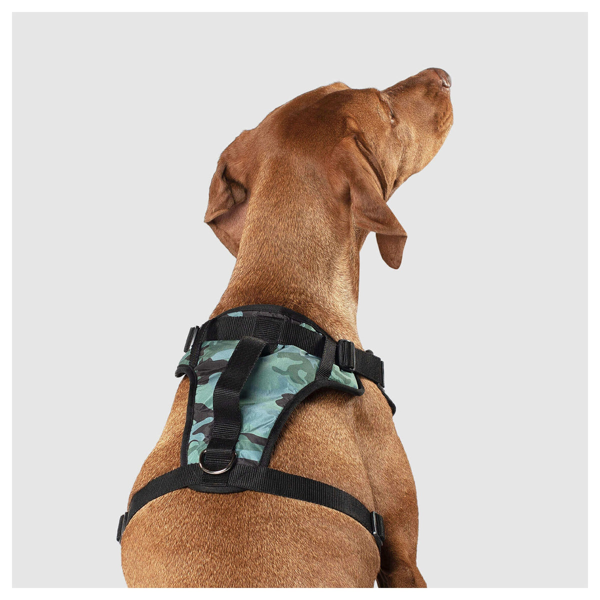 Canada Pooch The Everything Harness Water-Resistant Series｜狗狗胸帶及戶外用品｜加拿大直送-寵物胸背帶-毛孩物語Pets Thing｜香港寵物貓狗用品專門店：IATA寵物飛機籠、寵物手推車、貓爬架貓樹