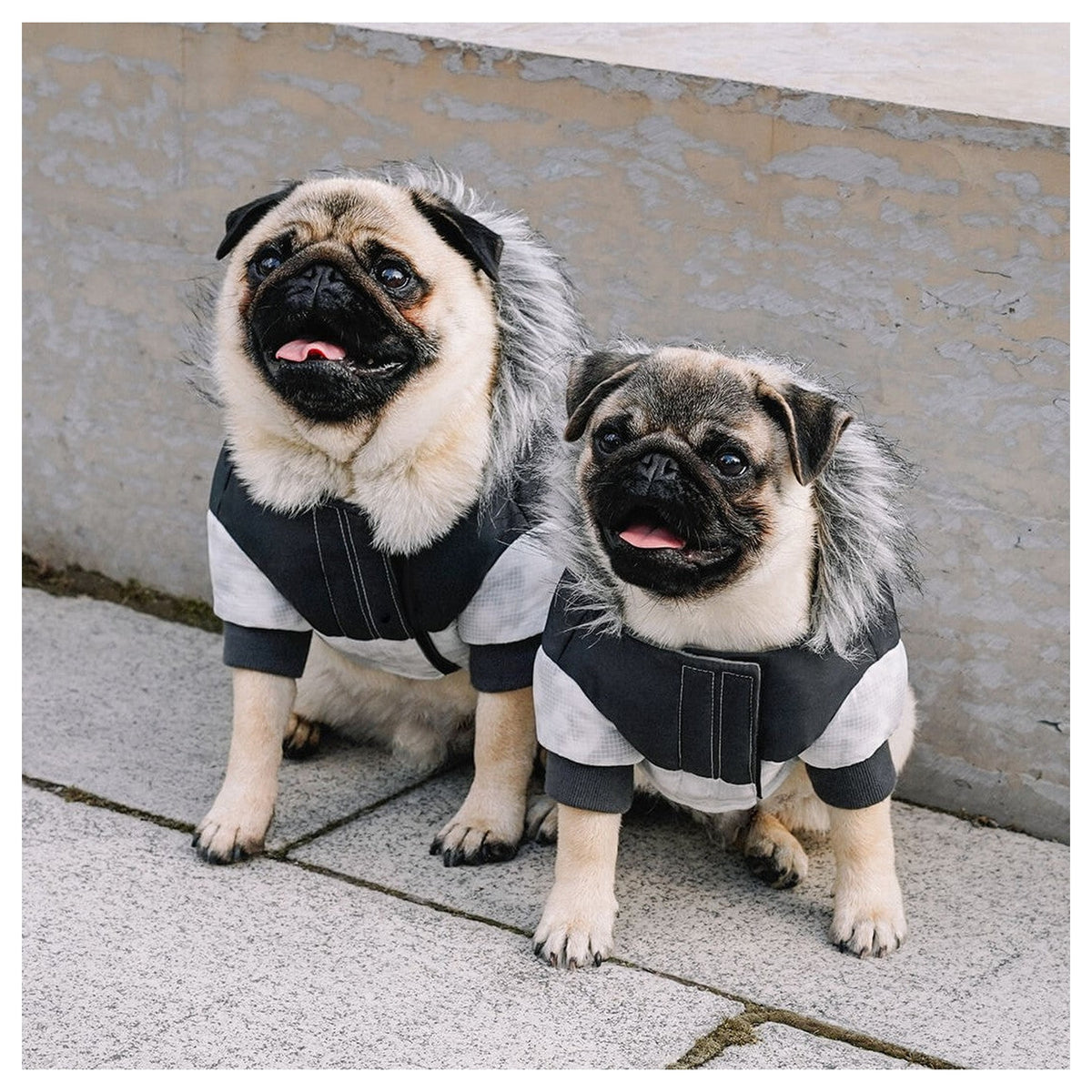 Canada Pooch Eco+ True North Parka｜狗狗服飾｜加拿大直送 產品細節圖 5