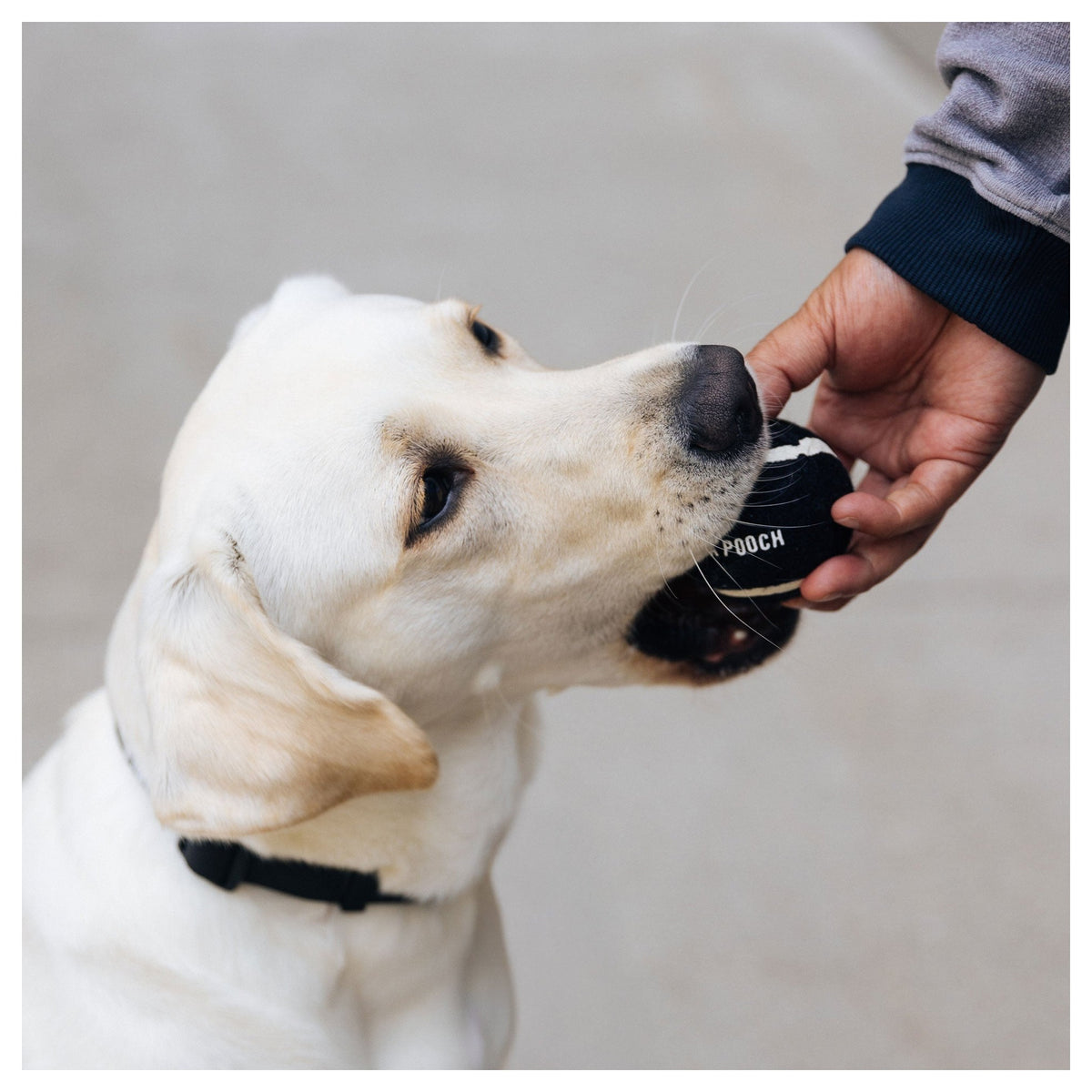 Canada Pooch Go Fetch Tennis Ball & Silicone Holder｜狗狗玩具｜加拿大直送-狗-毛孩物語Pets Thing｜香港寵物貓狗用品專門店：IATA寵物飛機籠、寵物手推車、貓爬架貓樹