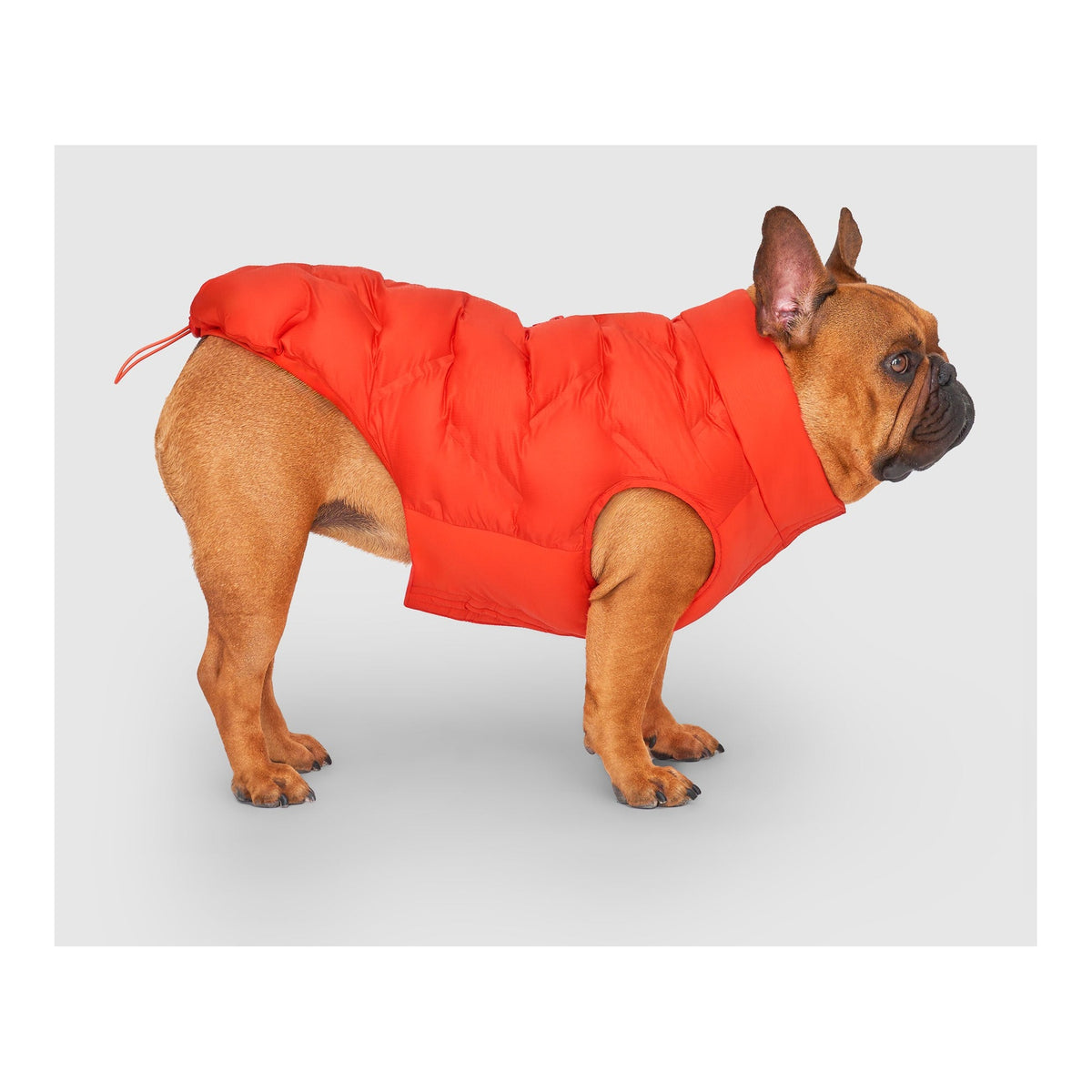 Canada Pooch Waterproof Sport Puffer｜狗狗服飾｜加拿大直送 主產品圖