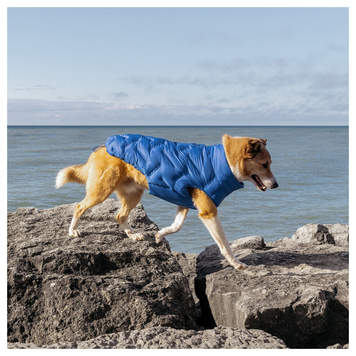 Canada Pooch Waterproof Sport Puffer｜狗狗服飾｜加拿大直送-狗-毛孩物語Pets Thing｜香港寵物貓狗用品專門店：IATA寵物飛機籠、寵物手推車、貓爬架貓樹