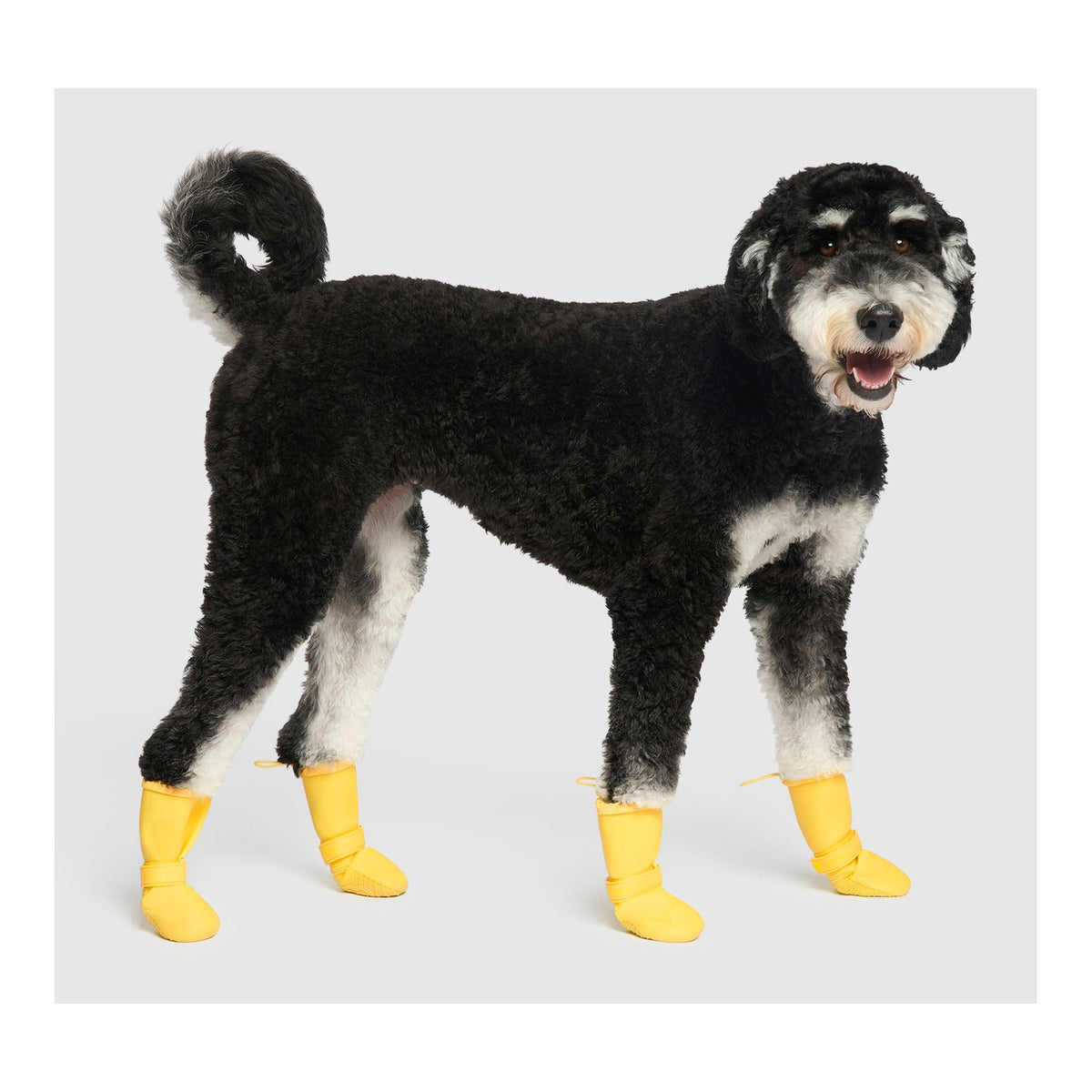 Canada Pooch Waterproof Rain Boots｜狗狗鞋襪｜加拿大直送 主產品圖