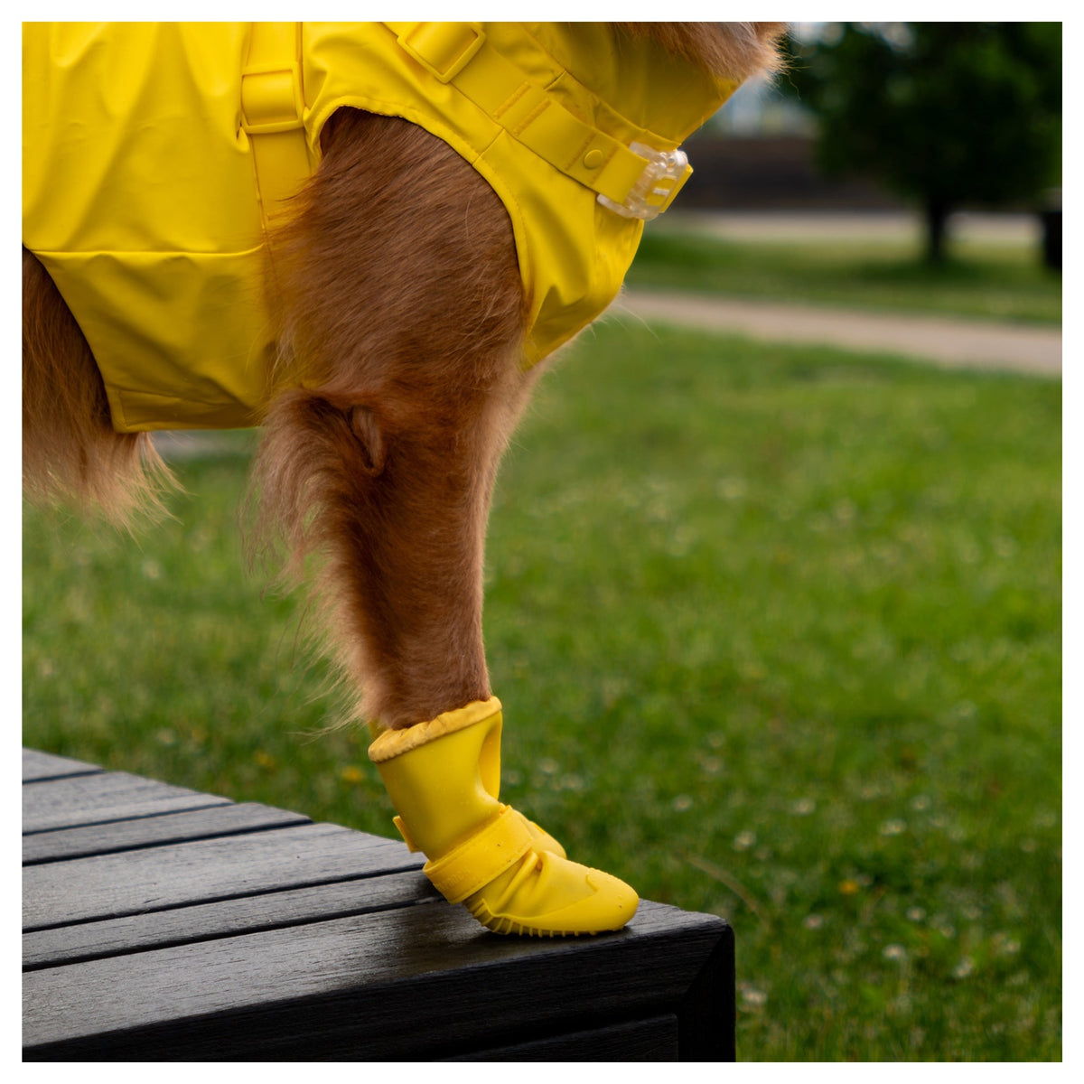 Canada Pooch Waterproof Rain Boots｜狗狗鞋襪｜加拿大直送 產品細節圖 4
