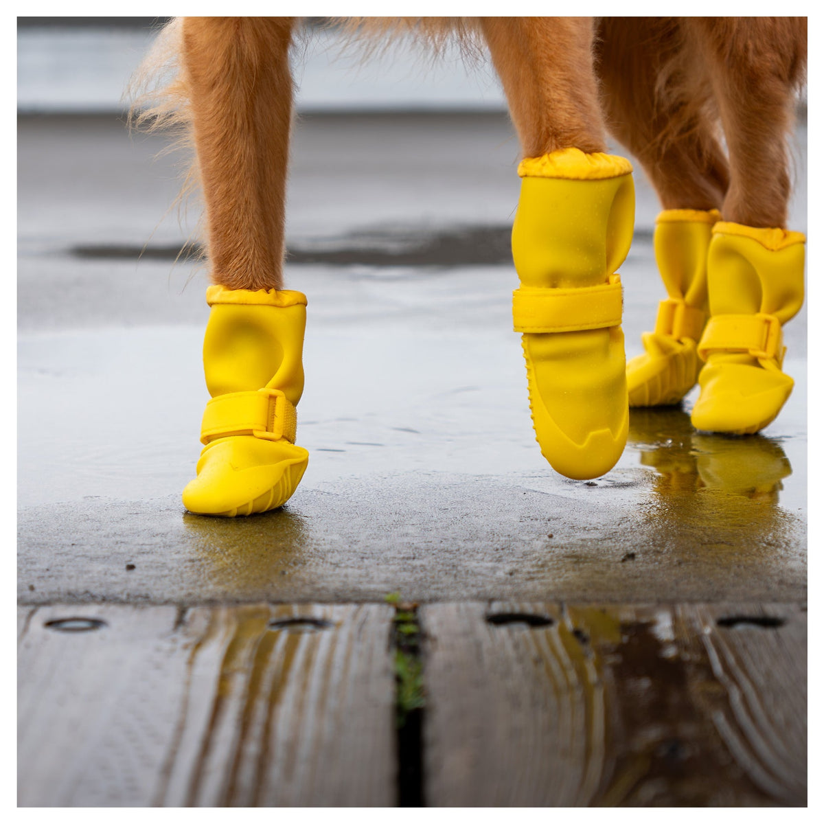 Canada Pooch Waterproof Rain Boots｜狗狗鞋襪｜加拿大直送 產品細節圖 6