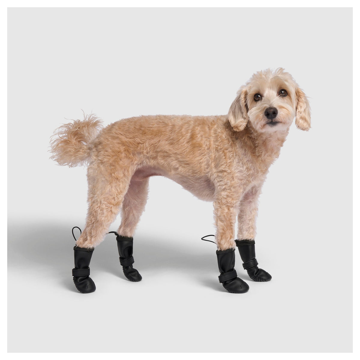 Canada Pooch Waterproof Rain Boots｜狗狗鞋襪｜加拿大直送 產品細節圖 7