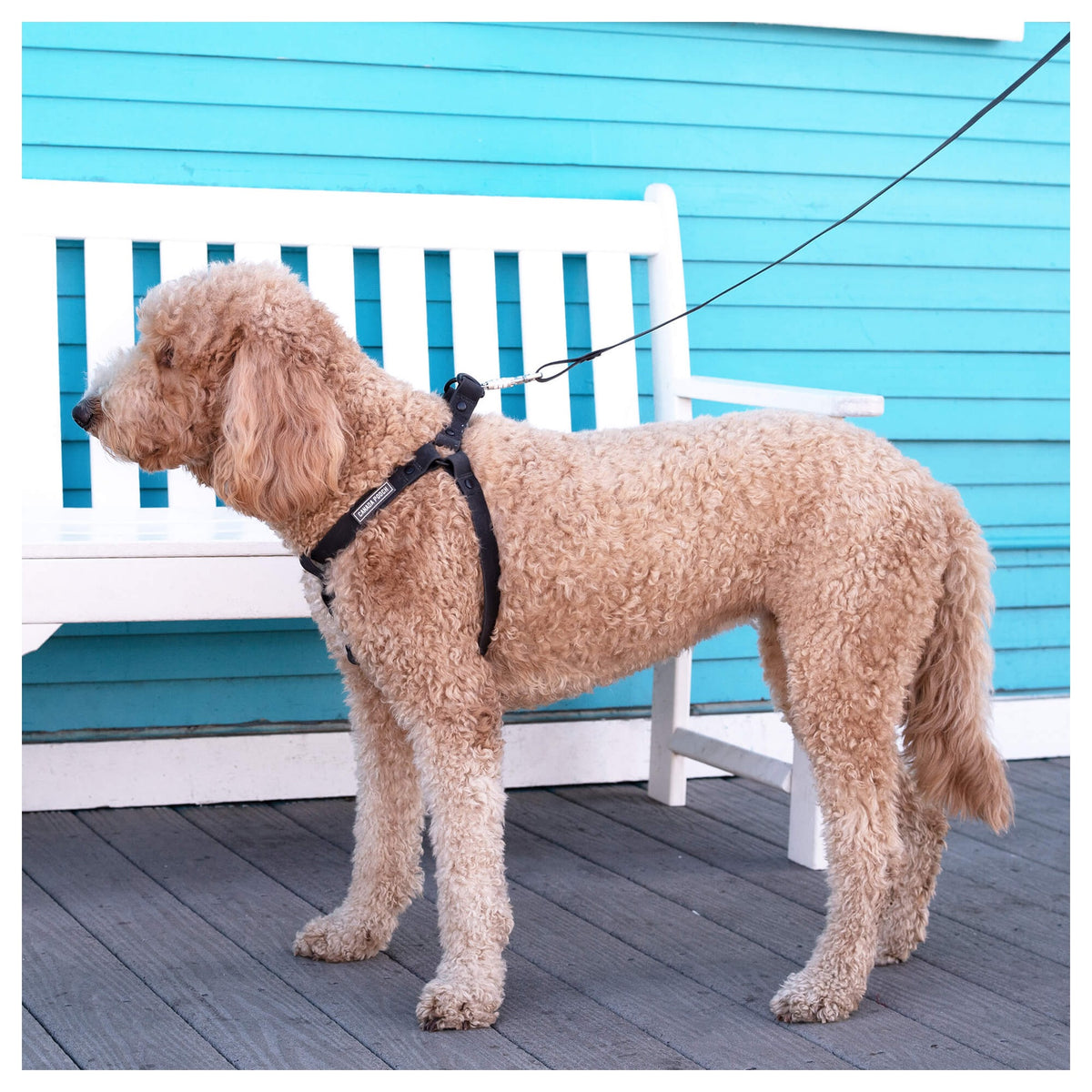 Canada Pooch Waterproof Leash｜狗帶｜加拿大直送-寵物牽引繩-毛孩物語Pets Thing｜香港寵物貓狗用品專門店：IATA寵物飛機籠、寵物手推車、貓爬架貓樹