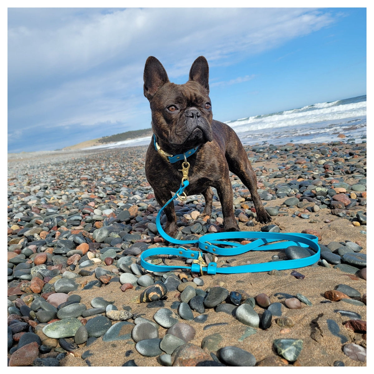 Get Dirty Pet Gear 3/4" Wide Traditional Trigger Snap Hands Free Leash｜狗帶｜加拿大直送-寵物牽引繩-毛孩物語Pets Thing｜香港寵物貓狗用品專門店：IATA寵物飛機籠、寵物手推車、貓爬架貓樹