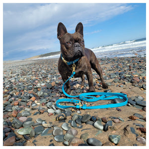 Get Dirty Pet Gear 3/4" Wide Traditional Trigger Snap Hands Free Leash｜狗帶｜加拿大直送-寵物牽引繩-毛孩物語Pets Thing｜香港寵物貓狗用品專門店：IATA寵物飛機籠、寵物手推車、貓爬架貓樹