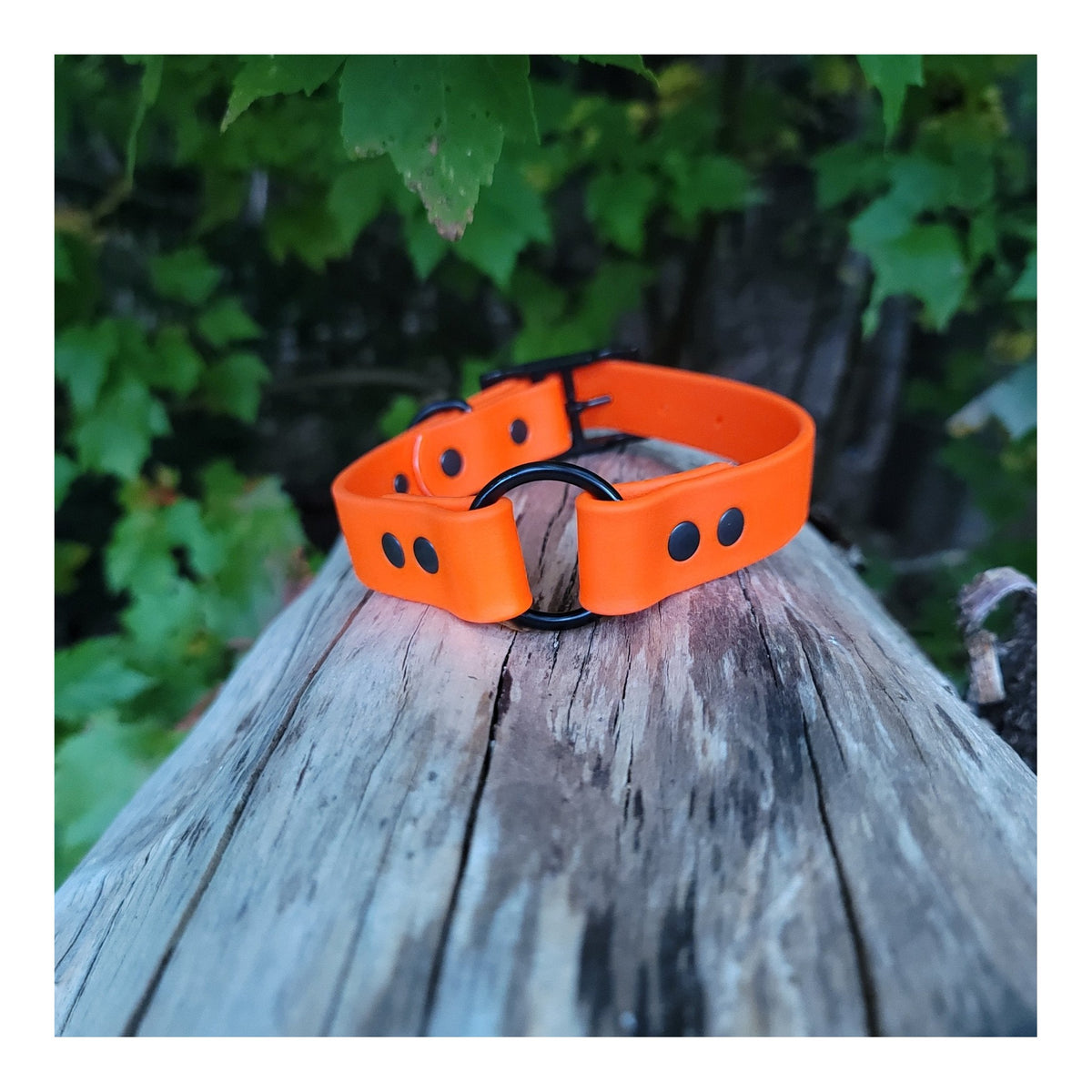 Get Dirty Pet Gear 1" Wide Biothane Safety Collar｜狗狗頸圈｜加拿大直送-寵物頸圈-毛孩物語Pets Thing｜香港寵物貓狗用品專門店：IATA寵物飛機籠、寵物手推車、貓爬架貓樹