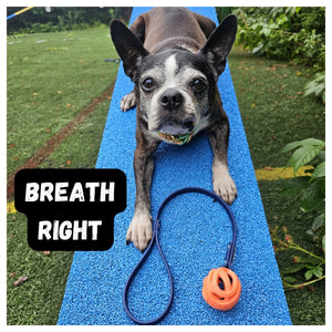 Get Dirty Pet Gear Tiny Toss & Play BioThane® Ball Tug｜狗狗玩具｜加拿大直送-狗-毛孩物語Pets Thing｜香港寵物貓狗用品專門店：IATA寵物飛機籠、寵物手推車、貓爬架貓樹