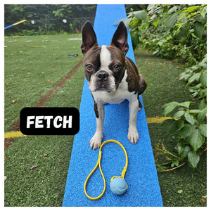Get Dirty Pet Gear Tiny Toss & Play BioThane® Ball Tug｜狗狗玩具｜加拿大直送-狗-毛孩物語Pets Thing｜香港寵物貓狗用品專門店：IATA寵物飛機籠、寵物手推車、貓爬架貓樹