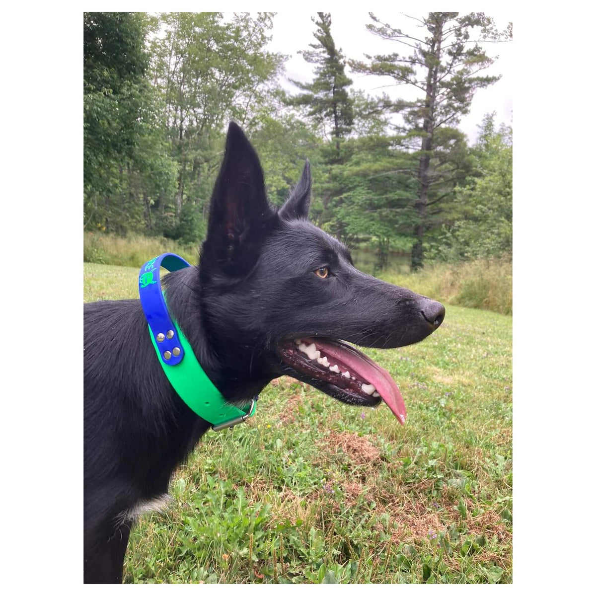 Get Dirty Pet Gear 1.5" Wide Work & Sport Biothane Dog Collar with Handle｜狗狗頸圈｜加拿大直送-寵物頸圈-毛孩物語Pets Thing｜香港寵物貓狗用品專門店：IATA寵物飛機籠、寵物手推車、貓爬架貓樹