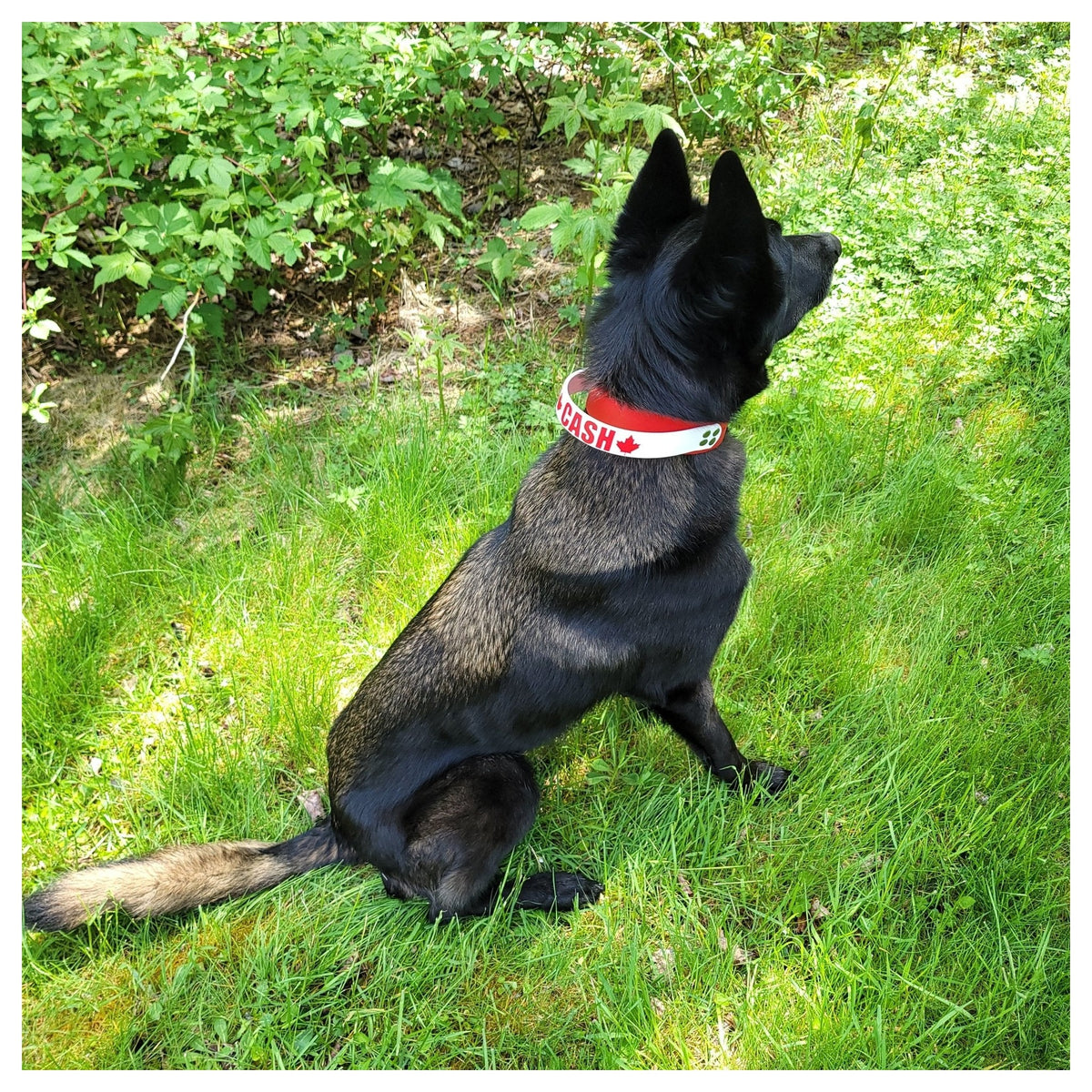 Get Dirty Pet Gear 1.5" Wide Work & Sport Biothane Dog Collar with Handle｜狗狗頸圈｜加拿大直送-寵物頸圈-毛孩物語Pets Thing｜香港寵物貓狗用品專門店：IATA寵物飛機籠、寵物手推車、貓爬架貓樹