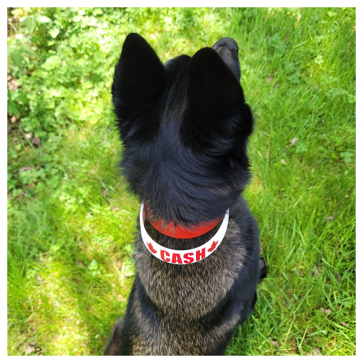 Get Dirty Pet Gear 1.5" Wide Work & Sport Biothane Dog Collar with Handle｜狗狗頸圈｜加拿大直送-寵物頸圈-毛孩物語Pets Thing｜香港寵物貓狗用品專門店：IATA寵物飛機籠、寵物手推車、貓爬架貓樹