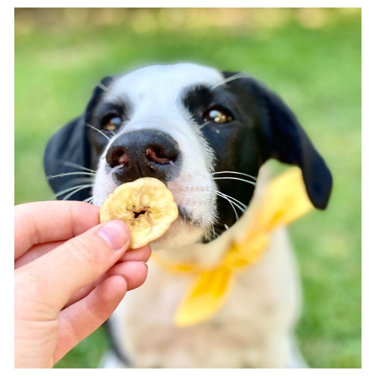 Healthybud Banana Chips｜狗狗零食｜加拿大直送-狗-毛孩物語Pets Thing｜香港寵物貓狗用品專門店：IATA寵物飛機籠、寵物手推車、貓爬架貓樹