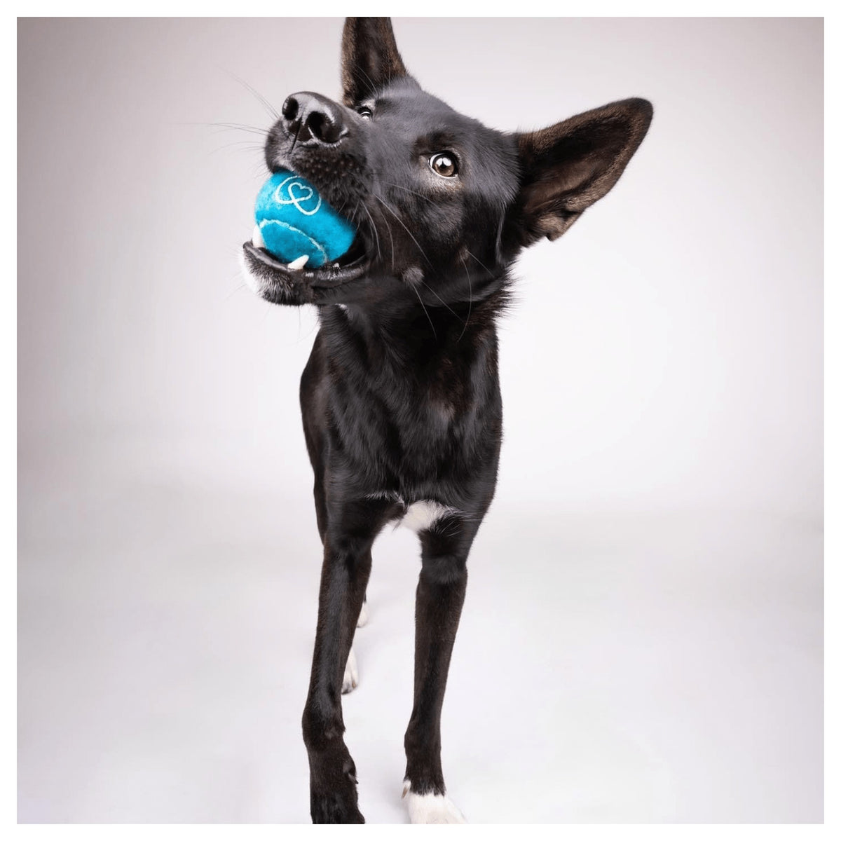Healthybud Tennis Balls｜狗狗玩具｜加拿大直送-狗-毛孩物語Pets Thing｜香港寵物貓狗用品專門店：IATA寵物飛機籠、寵物手推車、貓爬架貓樹
