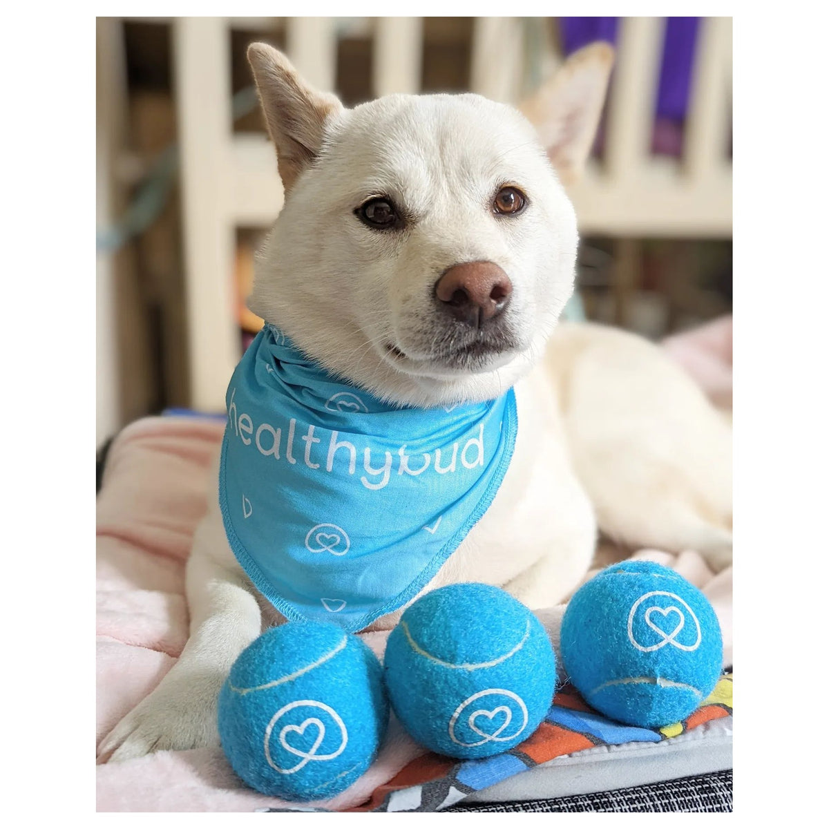 Healthybud Tennis Balls｜狗狗玩具｜加拿大直送-狗-毛孩物語Pets Thing｜香港寵物貓狗用品專門店：IATA寵物飛機籠、寵物手推車、貓爬架貓樹