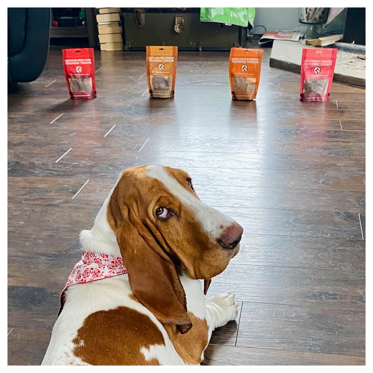 Only One Treats Training Treat Box｜狗狗零食及咀嚼小食｜加拿大直送-狗-毛孩物語Pets Thing｜香港寵物貓狗用品專門店：IATA寵物飛機籠、寵物手推車、貓爬架貓樹