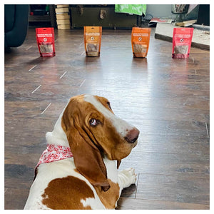 Only One Treats Training Treat Box｜狗狗零食及咀嚼小食｜加拿大直送-狗-毛孩物語Pets Thing｜香港寵物貓狗用品專門店：IATA寵物飛機籠、寵物手推車、貓爬架貓樹