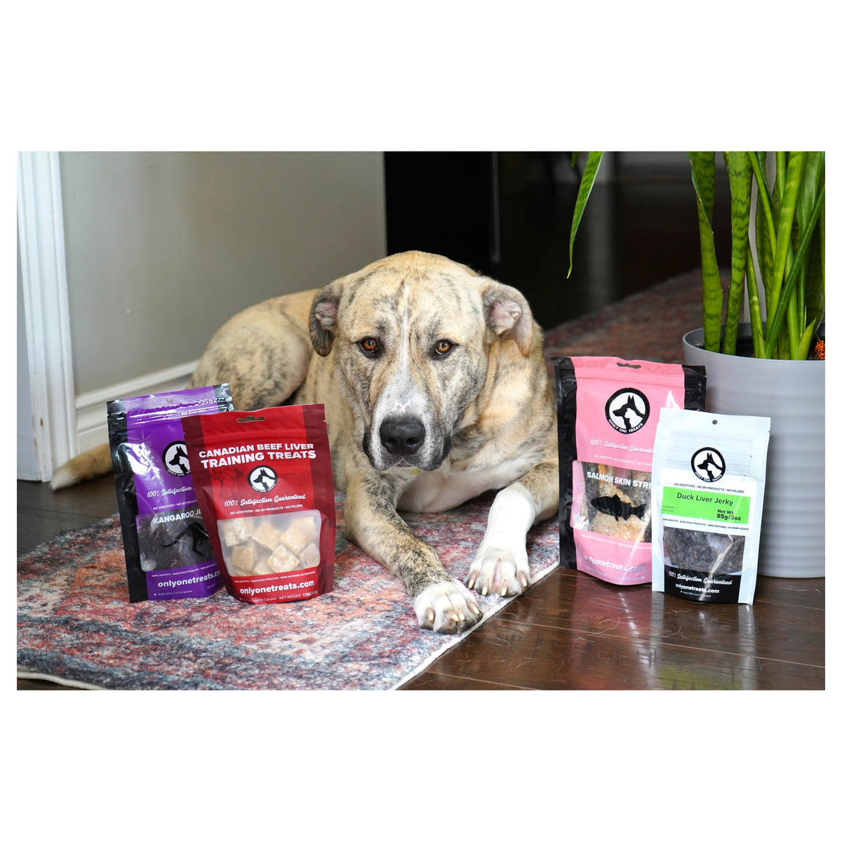 Only One Treats From Our Kitchen Box｜狗狗零食及咀嚼小食｜加拿大直送-狗-毛孩物語Pets Thing｜香港寵物貓狗用品專門店：IATA寵物飛機籠、寵物手推車、貓爬架貓樹