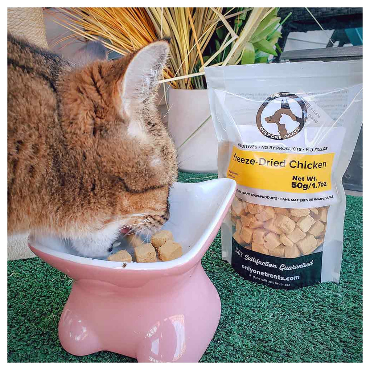 Only One Treats Freeze-Dried Chicken 50g｜貓狗零食｜加拿大直送-貓狗-毛孩物語Pets Thing｜香港寵物貓狗用品專門店：IATA寵物飛機籠、寵物手推車、貓爬架貓樹