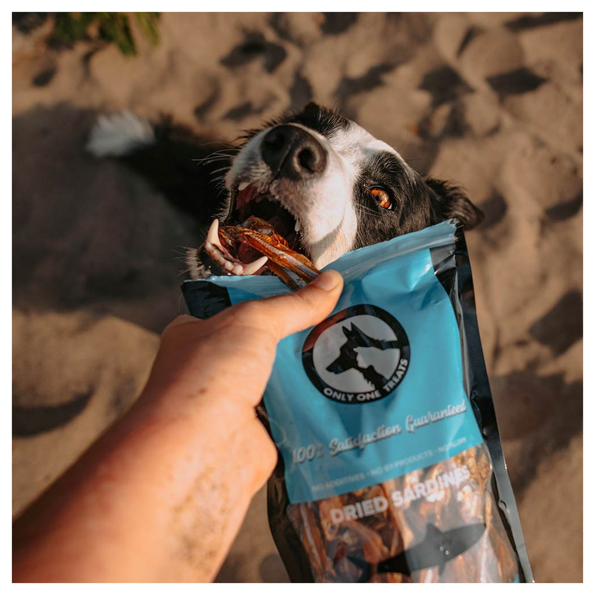 Only One Treats Dried Sardines 340g｜貓狗零食｜加拿大直送-貓狗-毛孩物語Pets Thing｜香港寵物貓狗用品專門店：IATA寵物飛機籠、寵物手推車、貓爬架貓樹