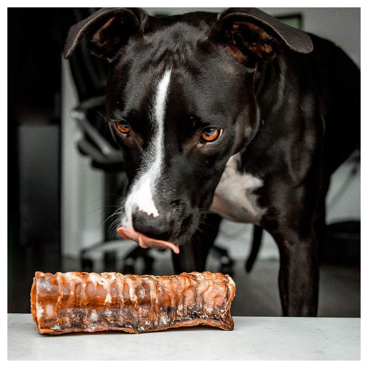 Only One Treats 6" Beef Trachea｜狗狗零食及咀嚼小食｜加拿大直送-狗-毛孩物語Pets Thing｜香港寵物貓狗用品專門店：IATA寵物飛機籠、寵物手推車、貓爬架貓樹