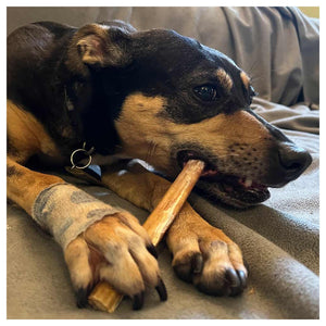 Only One Treats 12" Standard Bully Stick｜狗狗零食及咀嚼小食｜加拿大直送-狗-毛孩物語Pets Thing｜香港寵物貓狗用品專門店：IATA寵物飛機籠、寵物手推車、貓爬架貓樹