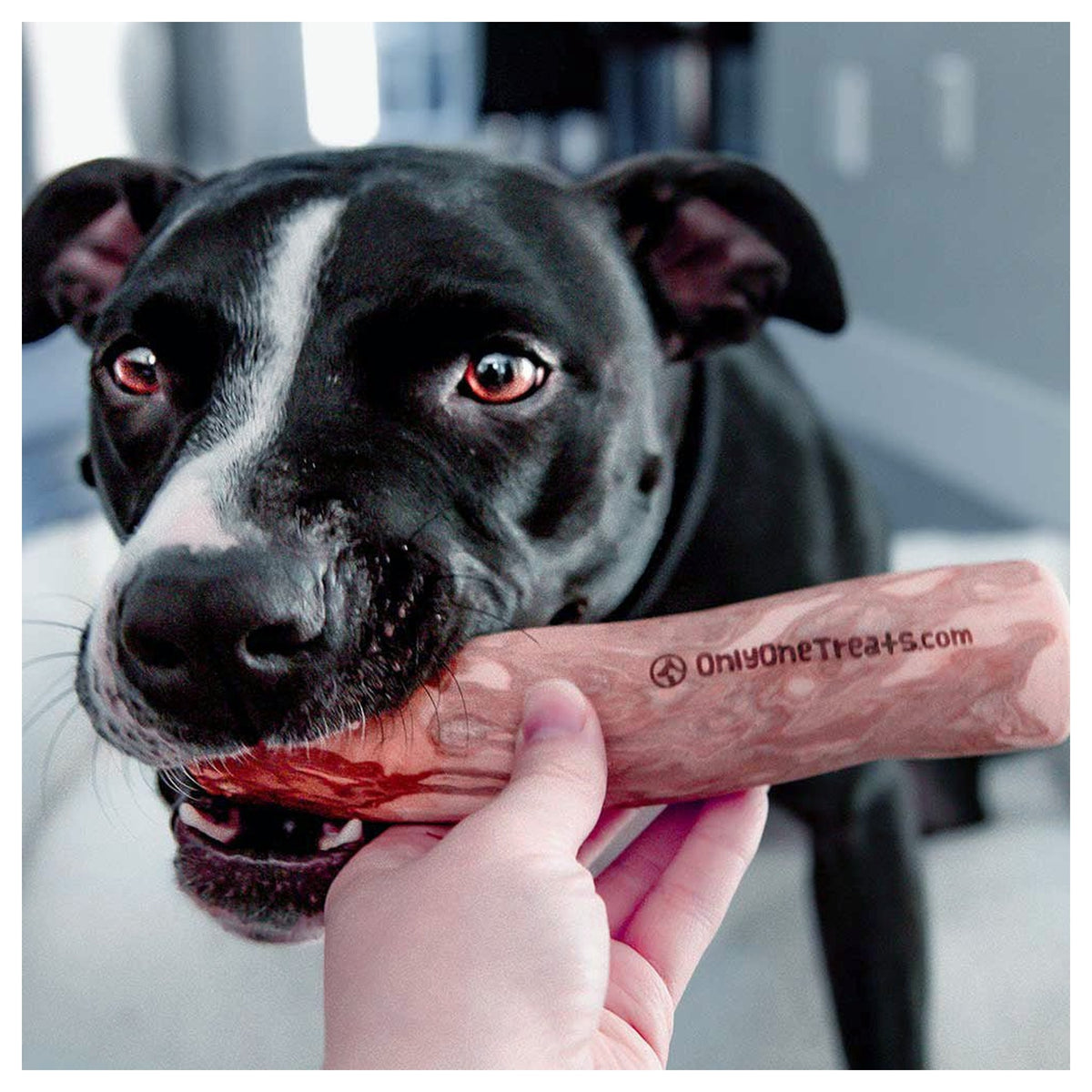 Only One Treats Large Coffee Wood Chew｜狗狗零食及咀嚼小食｜加拿大直送-狗-毛孩物語Pets Thing｜香港寵物貓狗用品專門店：IATA寵物飛機籠、寵物手推車、貓爬架貓樹