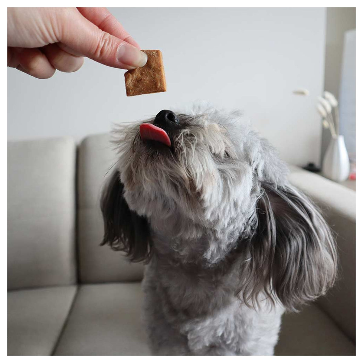 Only One Treats Soft Natural Peanut Training Treats 170g｜貓狗零食｜加拿大直送-貓狗-毛孩物語Pets Thing｜香港寵物貓狗用品專門店：IATA寵物飛機籠、寵物手推車、貓爬架貓樹
