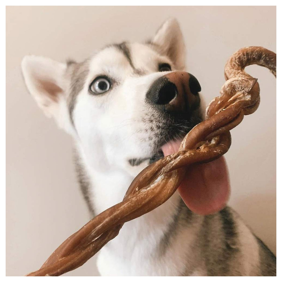 Only One Treats 8-11" Braided Lamb Pizzle Stick｜狗狗零食及咀嚼小食｜加拿大直送-狗-毛孩物語Pets Thing｜香港寵物貓狗用品專門店：IATA寵物飛機籠、寵物手推車、貓爬架貓樹