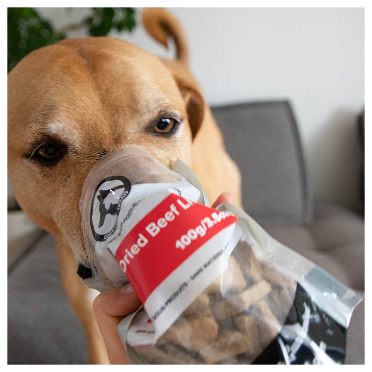 Only One Treats Freeze-Dried Beef Liver 100g｜狗狗零食及咀嚼小食｜加拿大直送-狗-毛孩物語Pets Thing｜香港寵物貓狗用品專門店：IATA寵物飛機籠、寵物手推車、貓爬架貓樹
