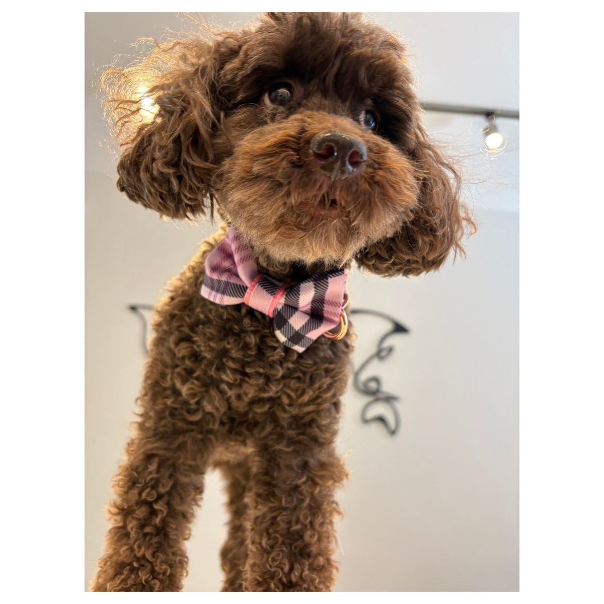 Puccissimé Pet Couture Blossom bow tie｜狗狗蝴蝶結領飾｜加拿大直送 產品細節圖 2