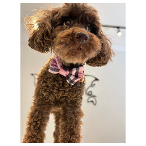 Puccissimé Pet Couture Blossom bow tie｜狗狗蝴蝶結領飾｜加拿大直送-狗-毛孩物語Pets Thing｜香港寵物貓狗用品專門店：IATA寵物飛機籠、寵物手推車、貓爬架貓樹