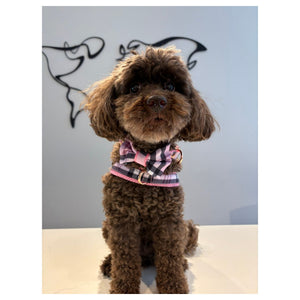 Puccissimé Pet Couture Blossom bow tie｜狗狗蝴蝶結領飾｜加拿大直送-狗-毛孩物語Pets Thing｜香港寵物貓狗用品專門店：IATA寵物飛機籠、寵物手推車、貓爬架貓樹