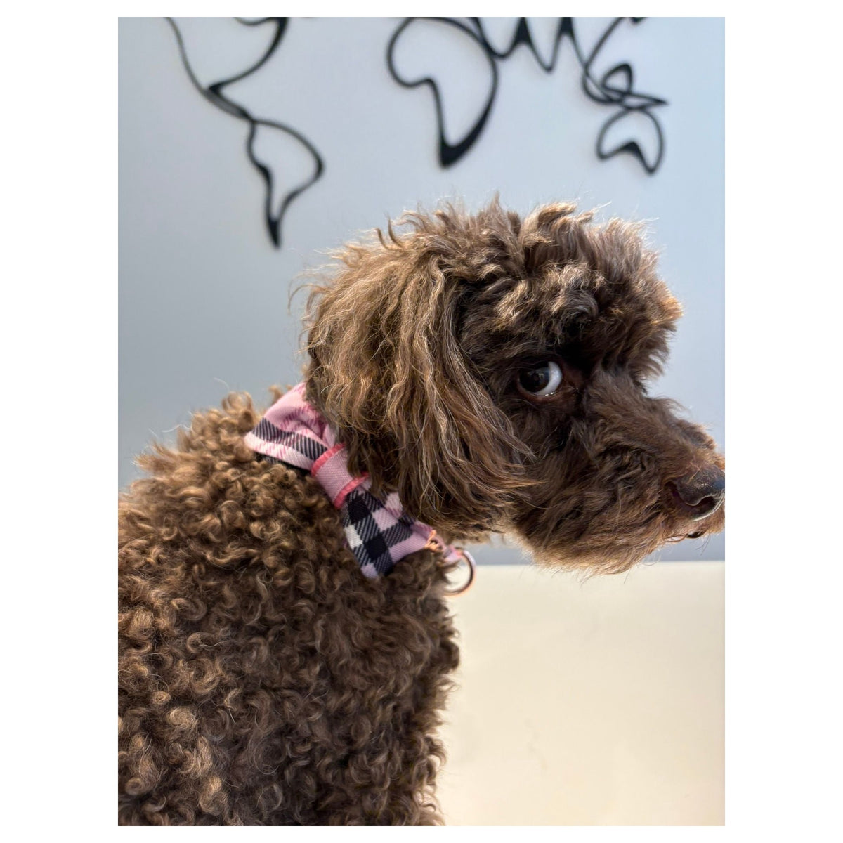 Puccissimé Pet Couture Blossom bow tie｜狗狗蝴蝶結領飾｜加拿大直送-狗-毛孩物語Pets Thing｜香港寵物貓狗用品專門店：IATA寵物飛機籠、寵物手推車、貓爬架貓樹