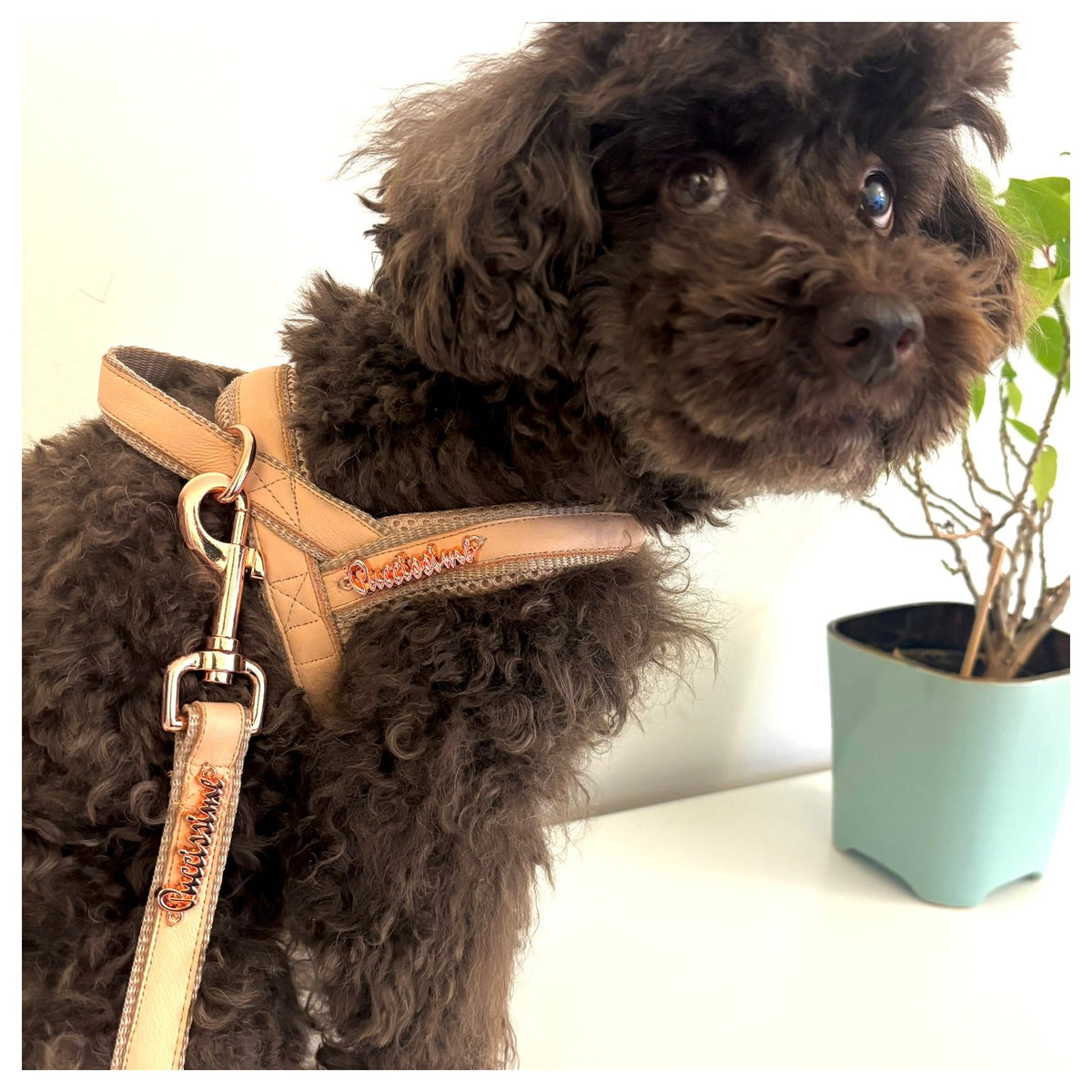Puccissimé Pet Couture Peach Genuine Leather Leash｜狗狗牽引繩｜加拿大直送 產品細節圖 2