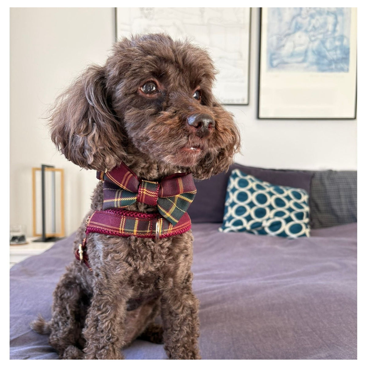 Puccissimé Pet Couture Welsh bow tie｜狗狗蝴蝶結領飾｜加拿大直送 產品細節圖 2