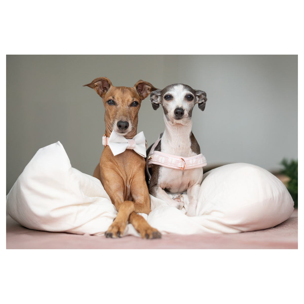 Puccissimé Pet Couture Peony bow tie｜狗狗蝴蝶結領飾｜加拿大直送 產品細節圖 2