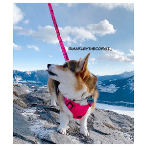 Rocky Mountain Dog Cascade All Mountain 狗帶｜加拿大直送 產品細節圖 3