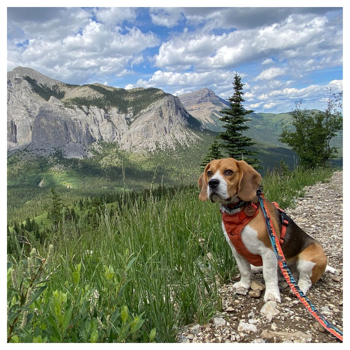 Rocky Mountain Dog Banff All Mountain 狗帶｜加拿大直送 產品細節圖 2