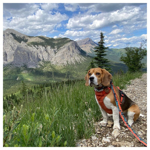 Rocky Mountain Dog Banff All Mountain 狗帶｜加拿大直送 產品細節圖 2